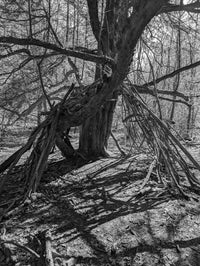 Shelter