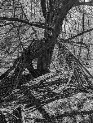 Shelter