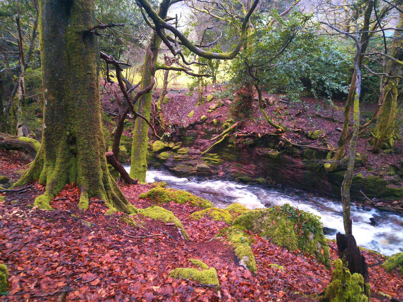 Mossy trees and a stream in a forest with red autumn leaves on the ground.