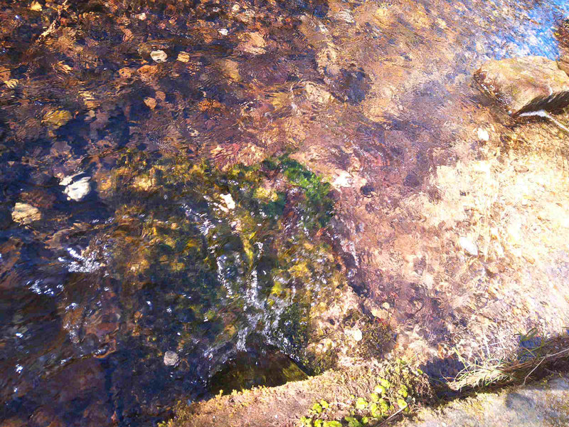 Close-up of a rock with water and algae